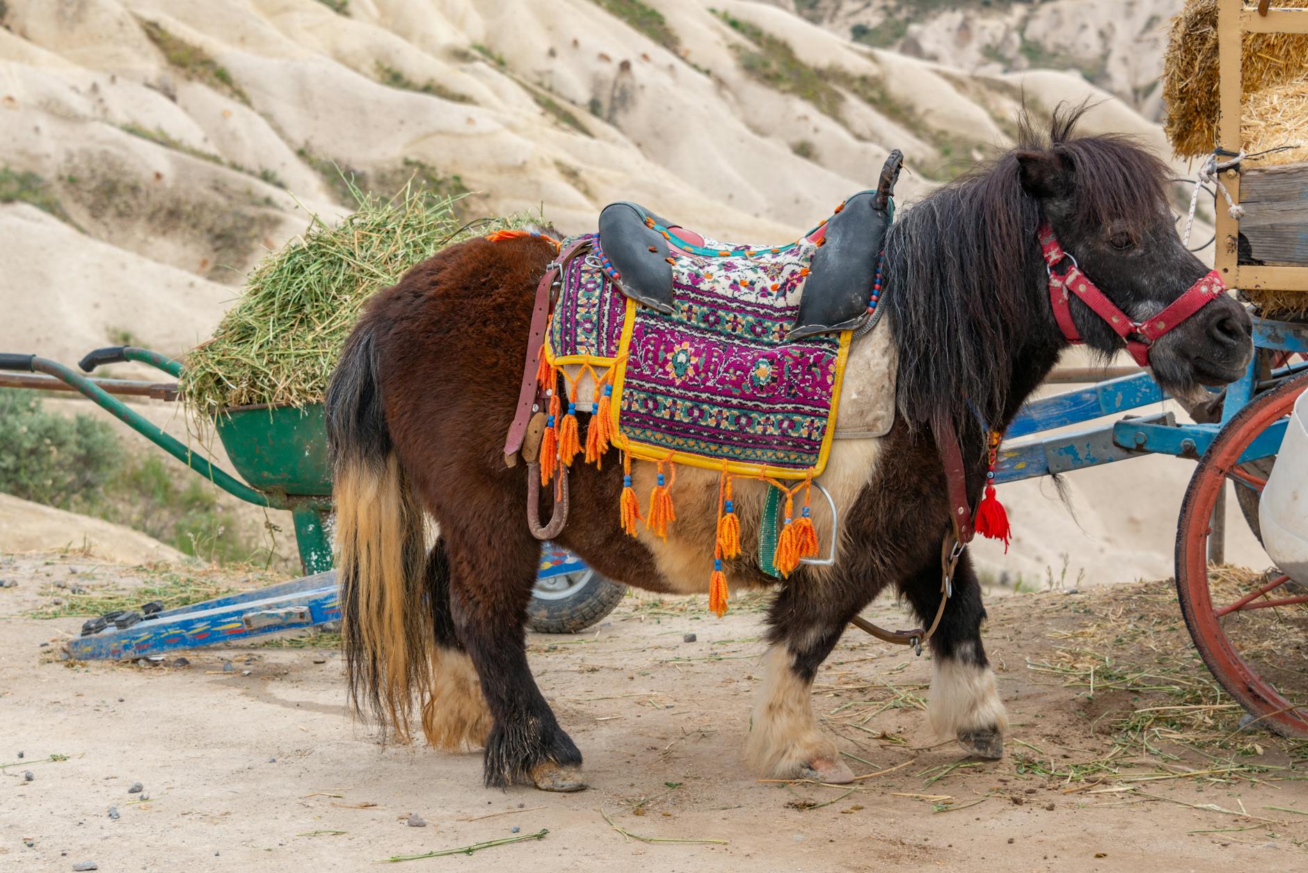Kolorowe siodło na kucyku na wiejskim podwórku