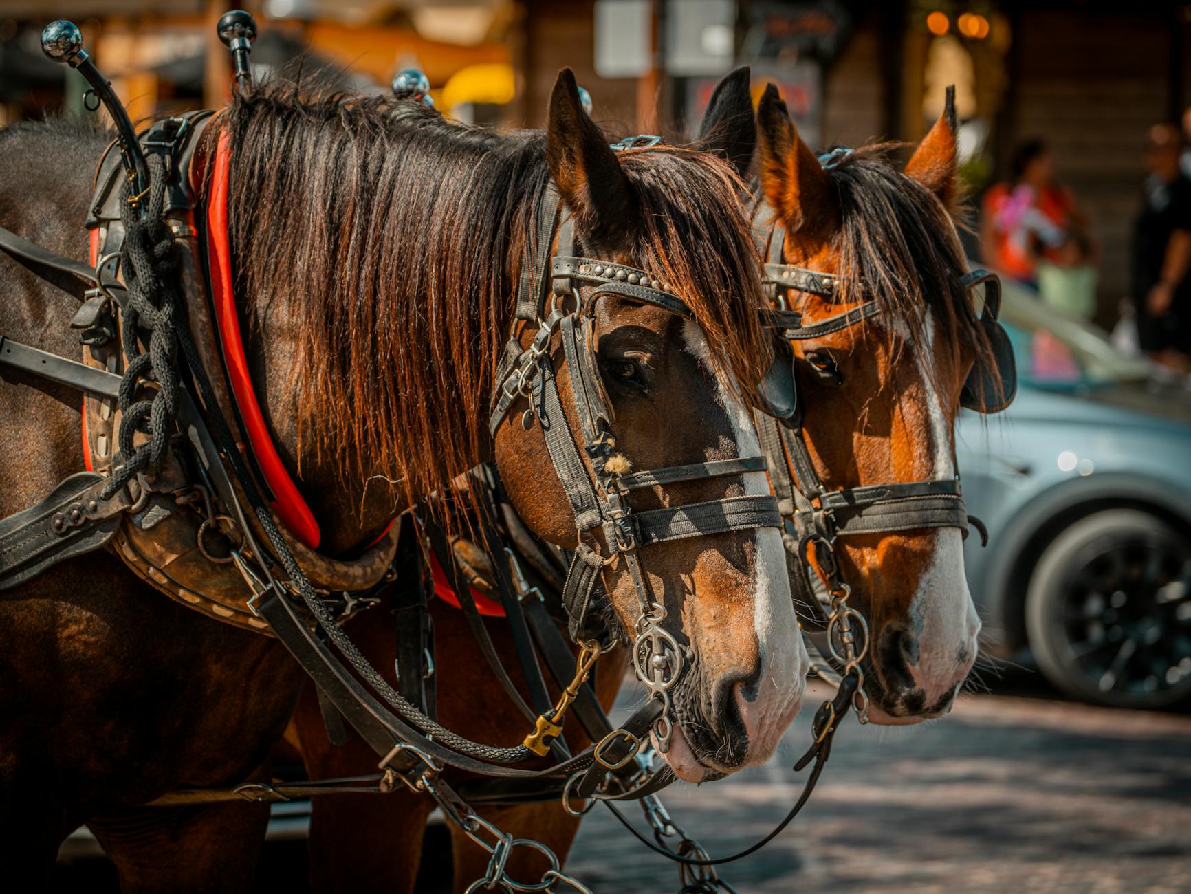 Dwa konie w uprzęży do powozu z widocznymi wędzidłami