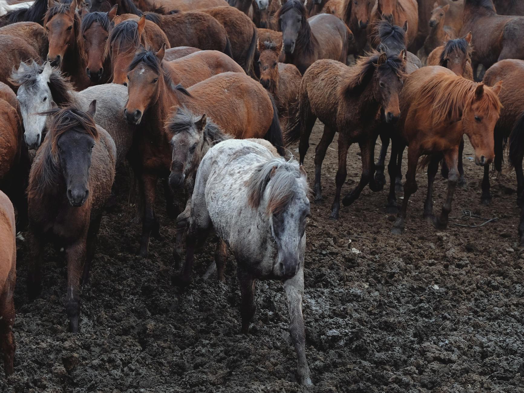 Stado galopujących koni na zabłoconym padoku po deszczu
