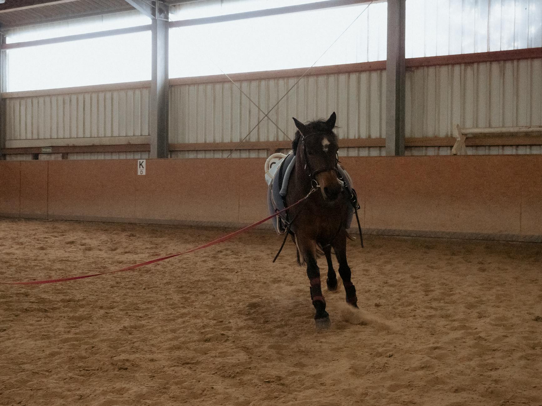 Koń lonżowany na ujeżdżalni jako element treningu jazdy konnej