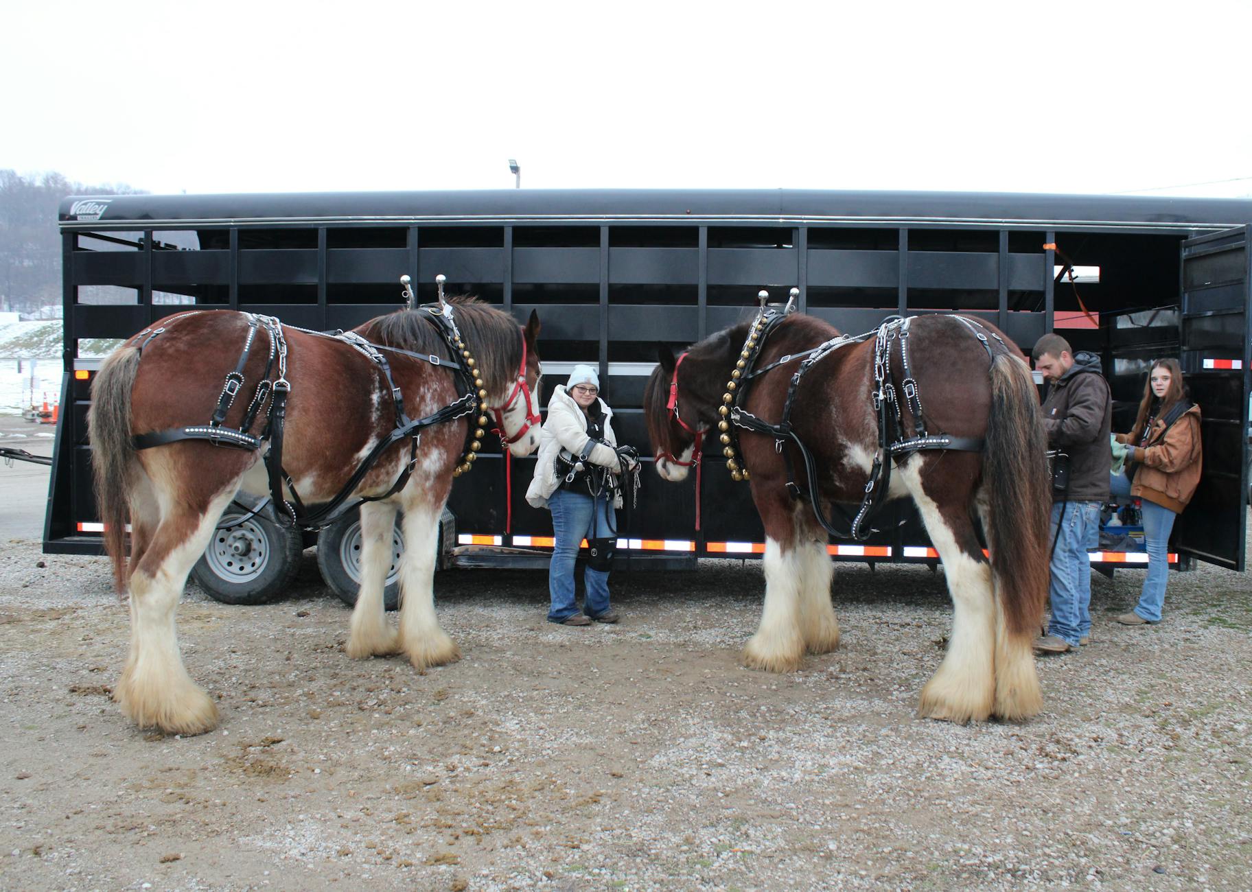Konie rasy Clydesdale z opiekunami stojące przy przyczepie do transportu