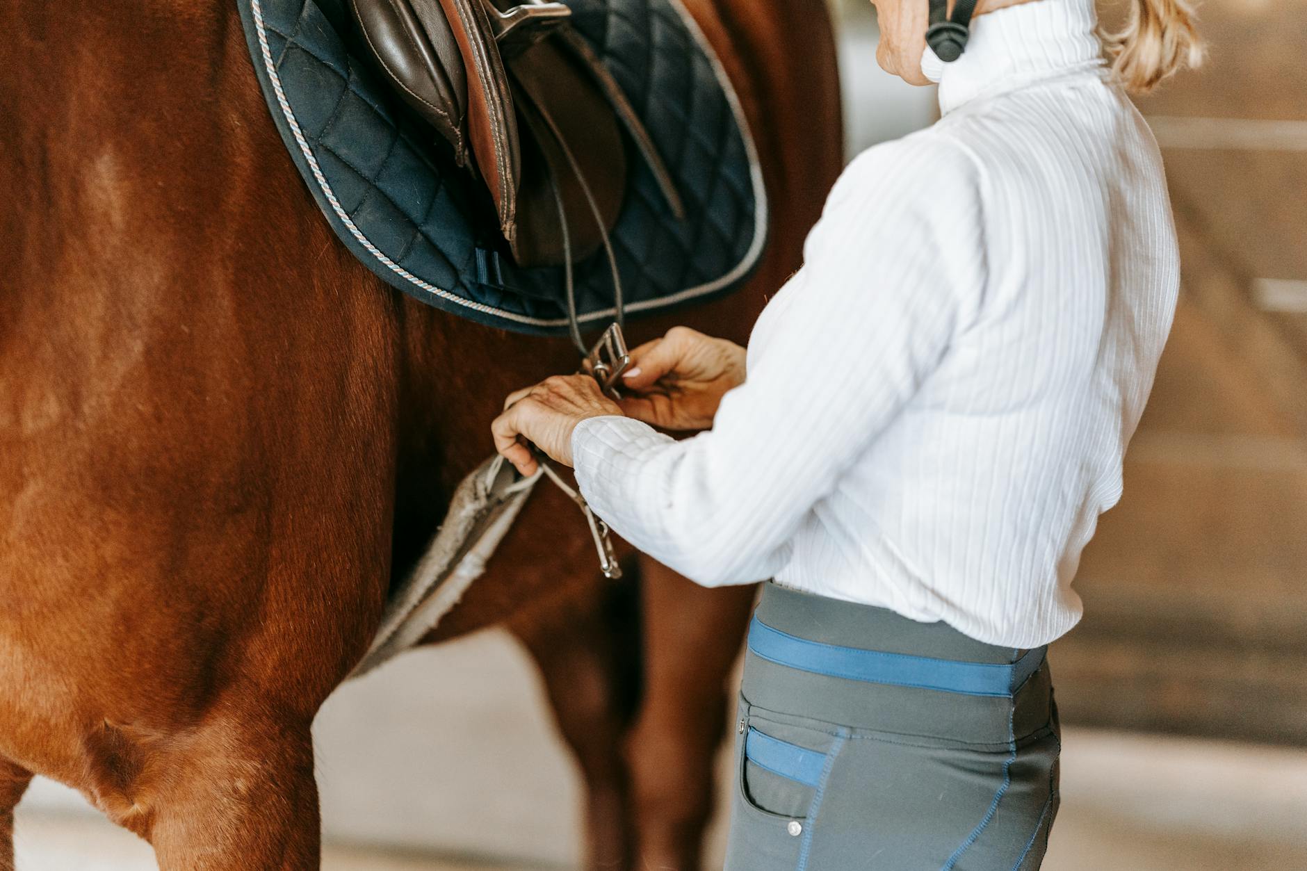Amazonka dopasowuje siodło i popręg na koniu w stajni