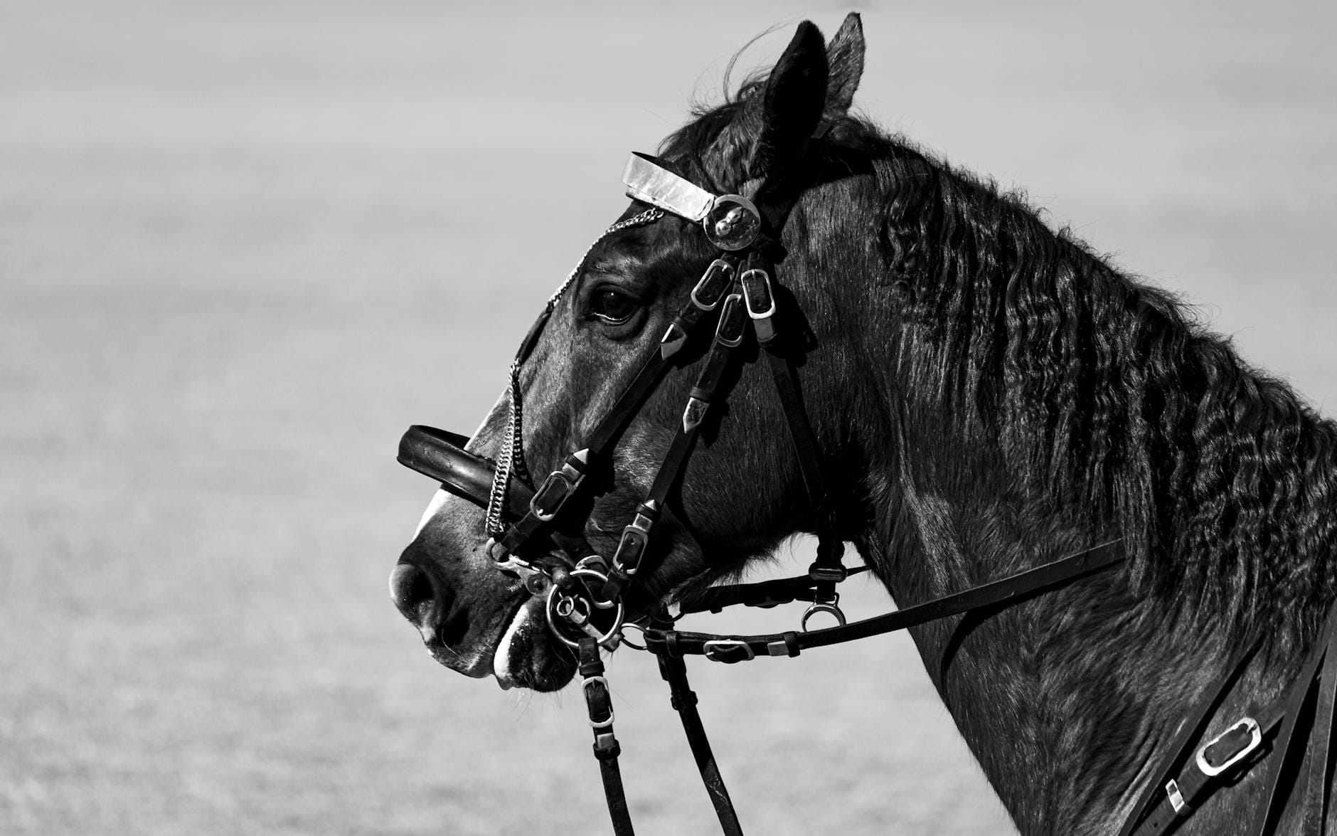 Profil czarno-białego konia w ogłowiu pokazującym szczegóły dopasowania