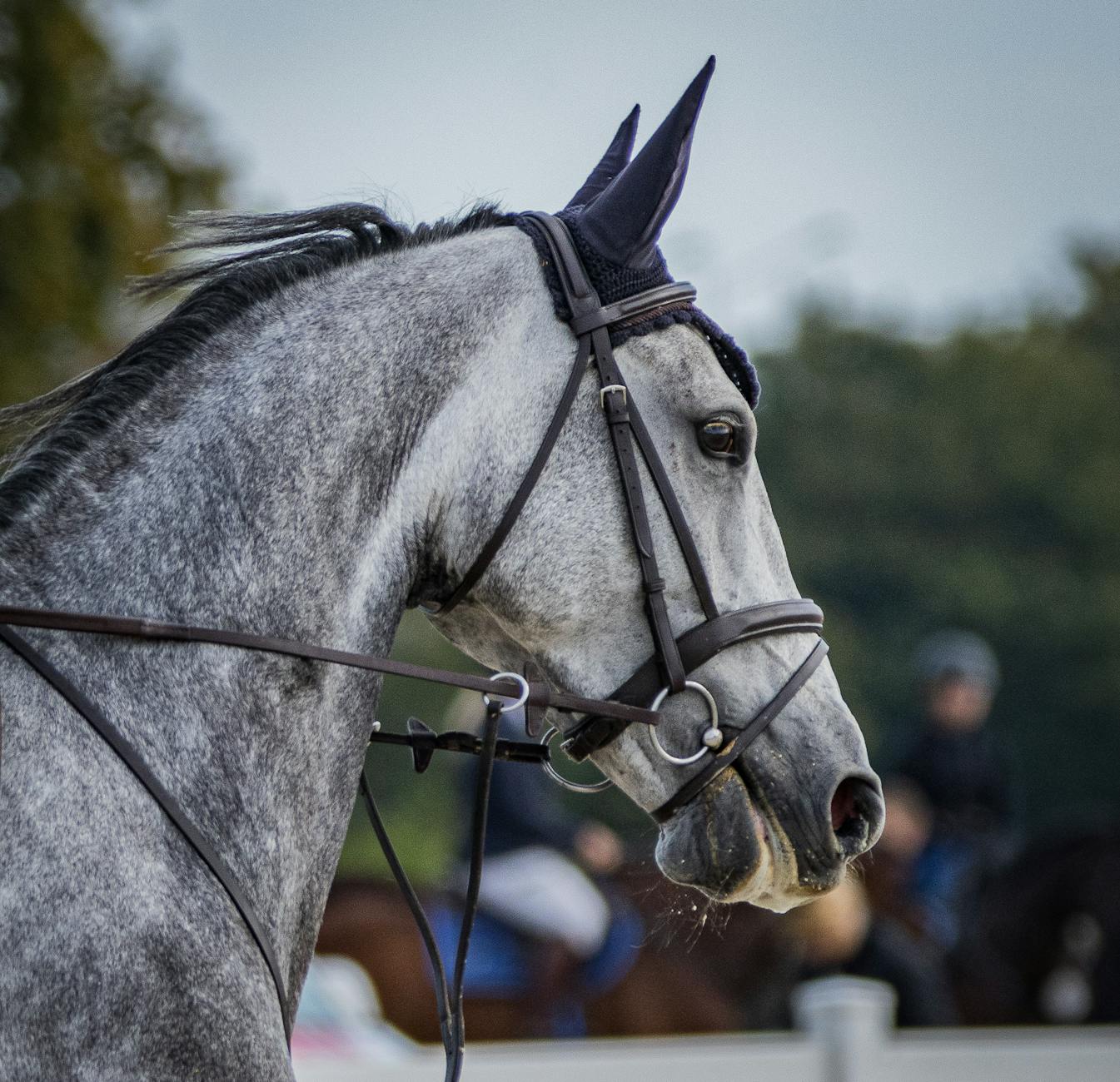 Siwy koń w ogłowiu podczas zawodów skokowych na otwartym parkurze