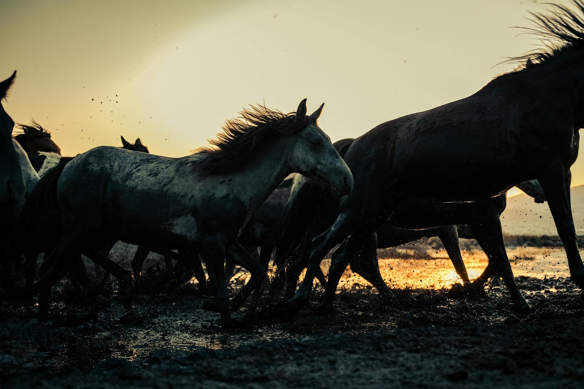 Stado dzikich koni galopujących w błocie o zachodzie słońca