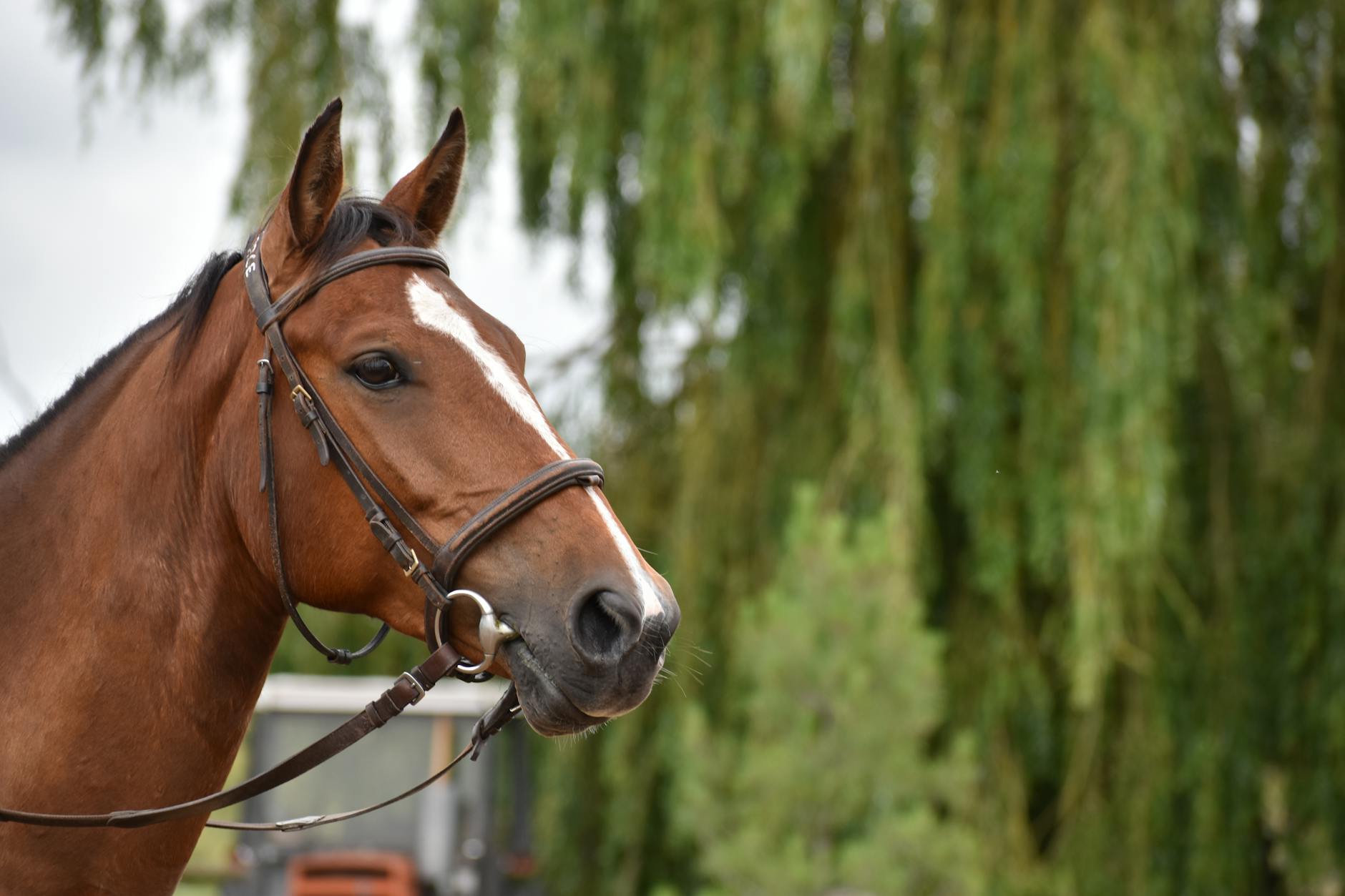 Zbliżenie na brązowego konia w ogłowiu na tle zielonej łąki