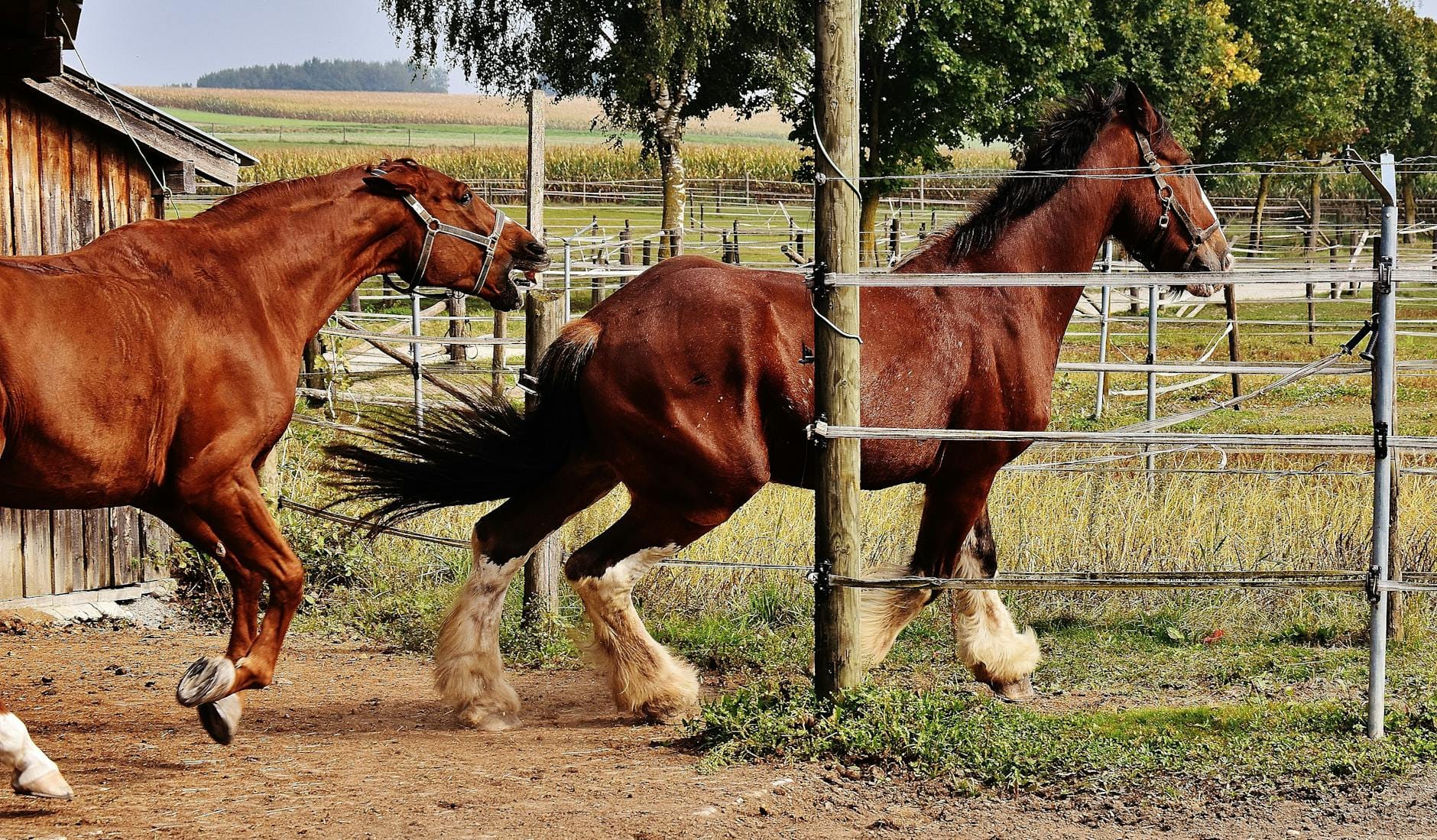 Dwa konie rasy Clydesdale galopują po ogrodzonym polu wiejskim