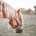Kaloszki z neoprenu, gumy czy z owczym futrem? Ochrona koronki i piętek Gniady koń z rozwianą grzywą skubiący trawę w słońcu